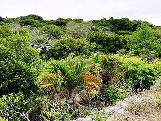 Valley thicket in Anse Quitor Nature Reserve Anse Quitor Nature Reserve - Rodrigues 4.jpg