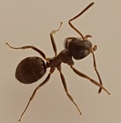 Ant_(1)