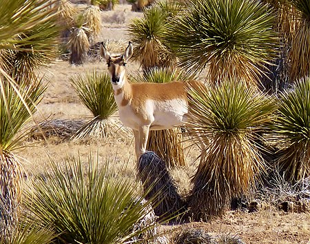 Tập_tin:Antelope,_Otero_Mesa_NM.jpg