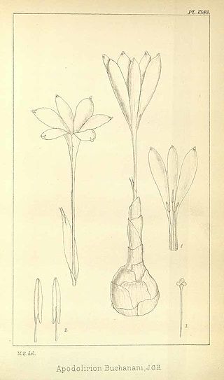 <i>Apodolirion</i> Genus of flowering plants