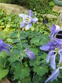 Aquilegia sibirica