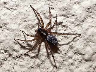 <i>Textrix</i> Genus of spiders