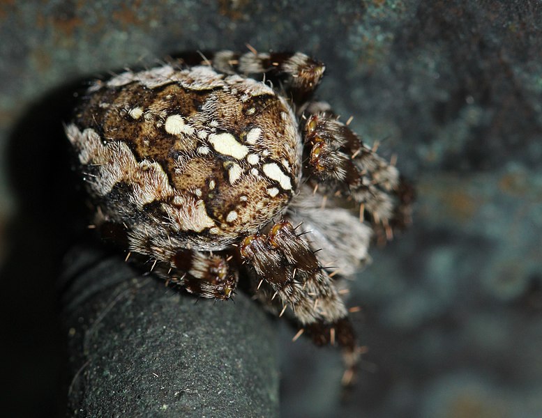 File:Araneus diadematus (9372544348).jpg