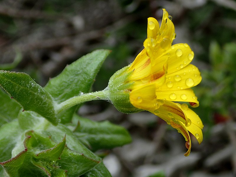 File:Arctotis semipapposa Bettys Bay side.jpg