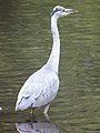 Ardea cinerea Garza real