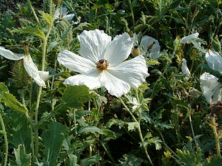 Stachelmohn (Argemone) ist ein