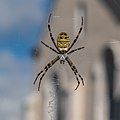 * Nomination Argiope bruennichi in Vacheresse, Haute-Savoie, France. --Tournasol7 07:51, 23 November 2020 (UTC) * Promotion Very good quality. -- Ikan Kekek 07:54, 23 November 2020 (UTC)