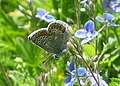 Aricia agestis