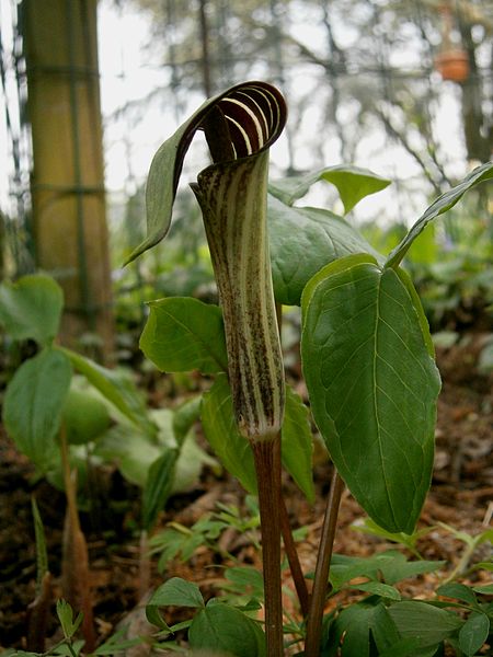 Arisaema_triphyllum