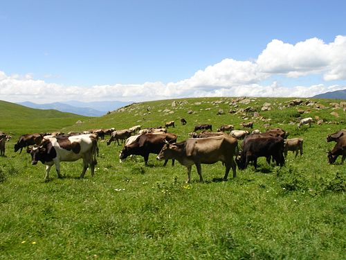 Արագածոտնի դաշտեր