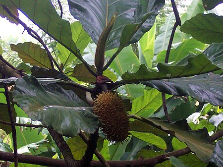 Artocarpus elasticus