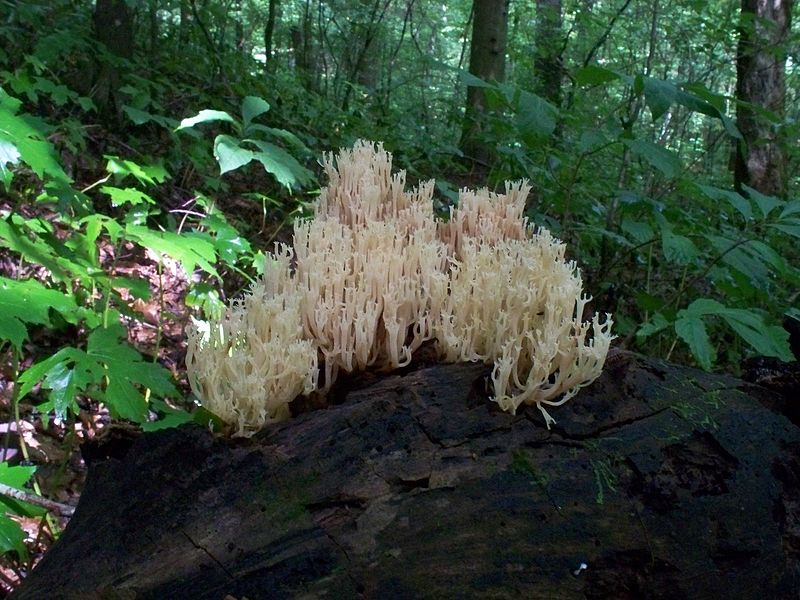 File:Artomyces pyxidatus 18555.jpg