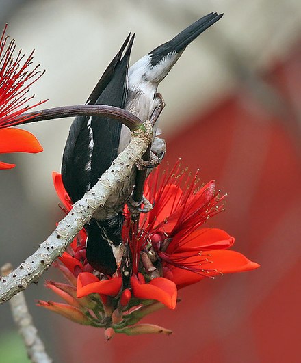Asian pied starling (Gracupica contra) feeding on Indian coral tree (E. variegata) flowers in Kolkata, India.
