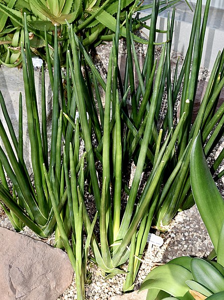 File:Asparagaceae Sansevieria erythraeae 1.jpg