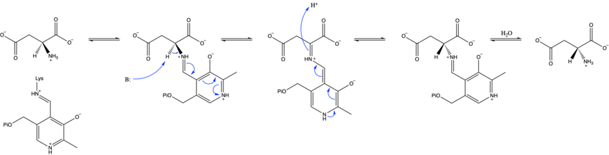 Aspartate racemase PLP-dependent mechanism.png