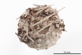 <i>Aspidodiadema africanum</i> Species of sea urchin