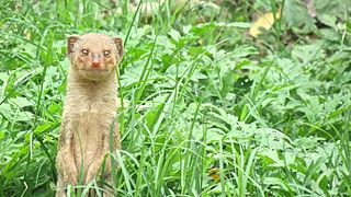 Small Indian mongoose Mongoose species in South Asia