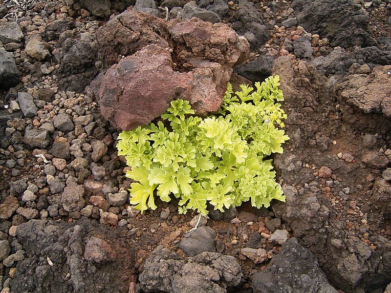 File:Astydamia latifolia (Los Cancajos) 03 ies.jpg