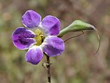 Китайска теменужка (Asystasia gangetica)