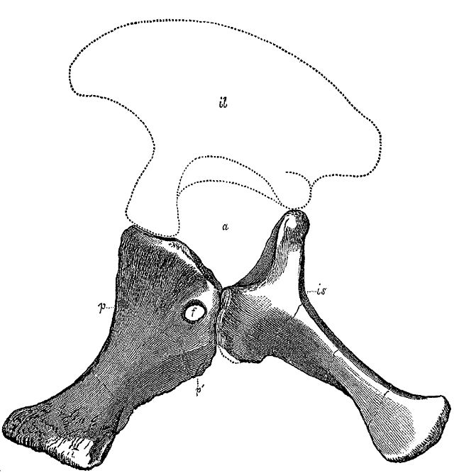 List of sauropodomorph type specimens - Wikipedia