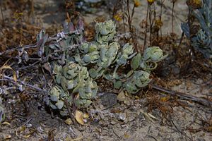 Atriplex coronata notatior.jpg