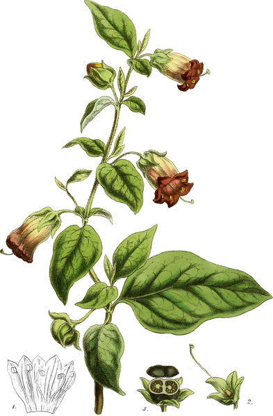 File:Atropa belladonna-Flora Homoeopathica-09-1 111.png