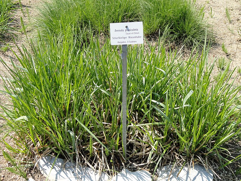 File:Avenula planiculmis - Botanischer Garten München-Nymphenburg - DSC07882.JPG