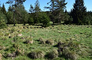 Bog area near Bärnau (2018)