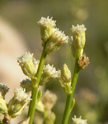 Baccharis