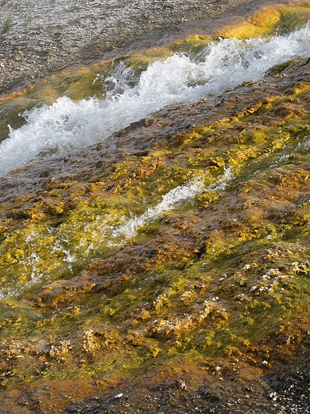 File:Bacteria mat from Giant Prismatic Spring runoff (midway geyser basin, yellowstone) - panoramio.jpg