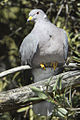 Band-tailed Pigeon (Columba fasciata or Patagioenas fasciata).jpg