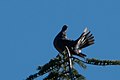 Band-tailed Pigeon Fairfax CA 2018-09-15 09-24-02 (45644274922).jpg