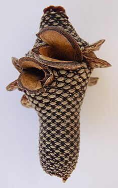 Banksia menziesii cone.jpg