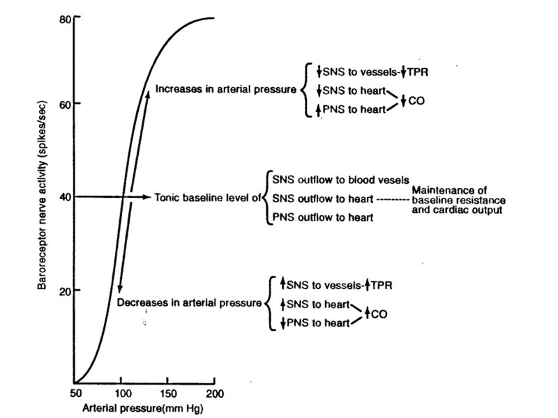 File:Baroreceptor reflex responses.png