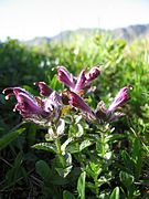 Bartsia alpina Serie tipo