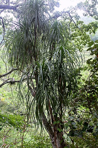 <i>Beaucarnea goldmanii</i> Species of plant in the family Asparagaceae
