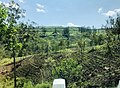 Beauty of Sri Lanka Tea Plantation.jpg