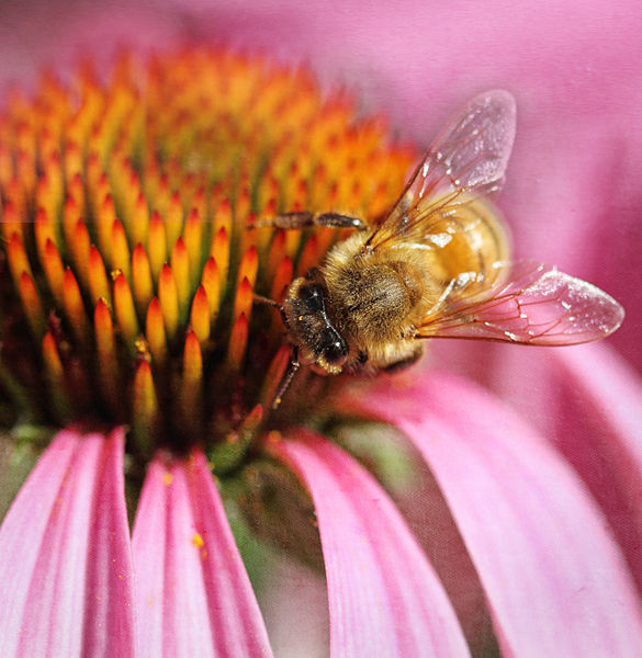 File:Bee on Echinacea (6600054499).jpg