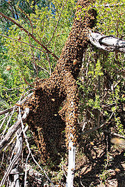 180px-Bee_swarm_on_fallen_tree03.jpg