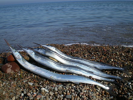 Рыба водится в крыму. Черноморская рыба Сарган. Сарган рыба в черном море. Сарган Тихоокеанский. Черноморская рыбка Сарган.