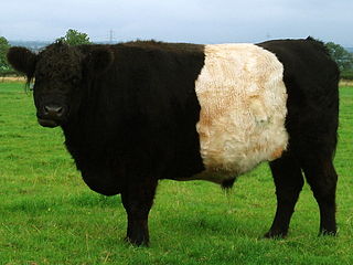 Belted Galloway Breed of cattle originating in Galloway, Scotland