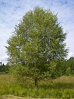 Mesteacăn pufos (Betula pubescens)