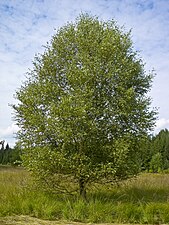 mesteacăn alb (Betula pubescens)