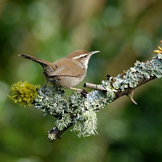 Bewicks wren Species of bird