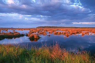 <span class="mw-page-title-main">Big Branch Marsh National Wildlife Refuge</span> American protected wildlife area