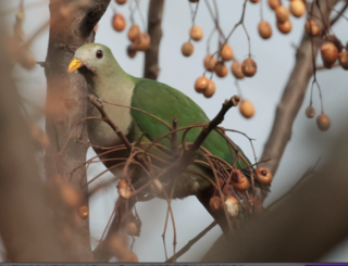 <span class="mw-page-title-main">Black-chinned fruit dove</span> Species of bird