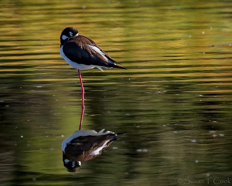 File:Black-necked Stilt (51055273736).jpg