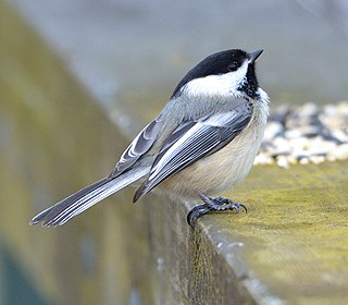 <span class="mw-page-title-main">Black-capped chickadee</span> Species of small, non-migratory, North American songbird