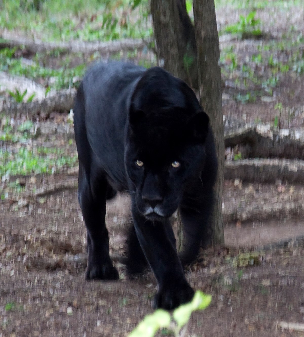 File:Black Jaguar (4375024092).jpg - Wikimedia Commons