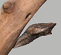 Kepompong Papilionidae biasanya bergantung pada substrat oleh kremaster dan kepalanya dipegang oleh sawang sutera.
